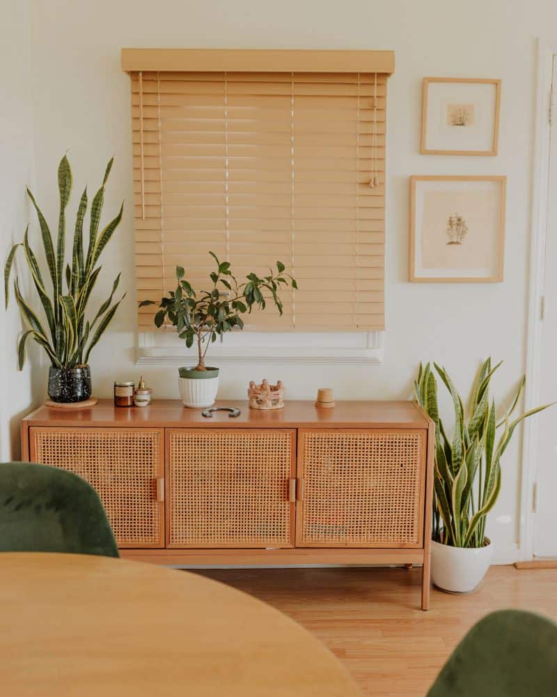 plants and textures in a living space